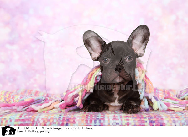 Franzsische Bulldogge Welpe im Studio / French Bulldog puppy / JH-25361