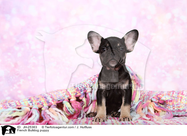 Franzsische Bulldogge Welpe im Studio / French Bulldog puppy / JH-25363