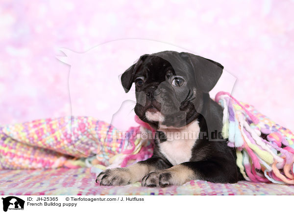 Franzsische Bulldogge Welpe im Studio / French Bulldog puppy / JH-25365