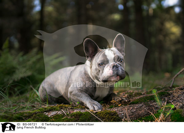 liegende Franzsische Bulldogge / lying French Bulldog / BS-06721