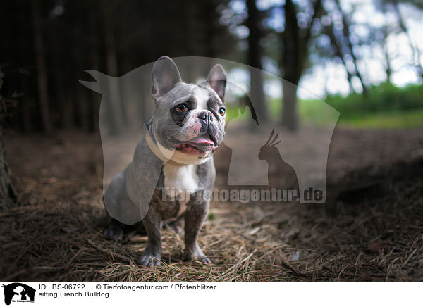 sitzende Franzsische Bulldogge / sitting French Bulldog / BS-06722