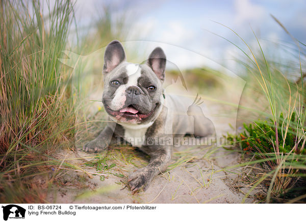 liegende Franzsische Bulldogge / lying French Bulldog / BS-06724