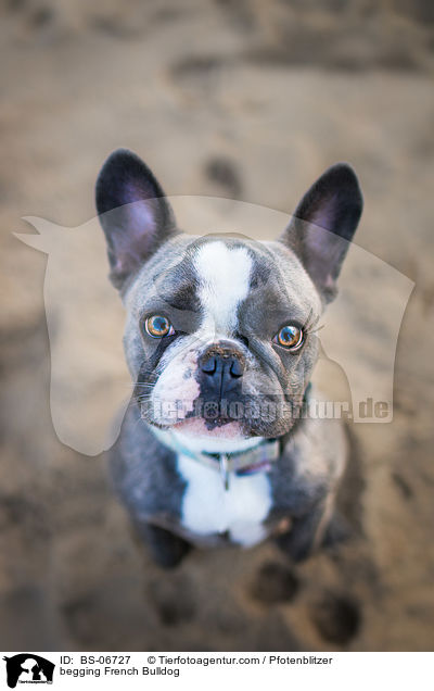 Franzsische Bulldogge macht Mnnchen / begging French Bulldog / BS-06727