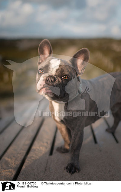 Franzsische Bulldogge / French Bulldog / BS-06730