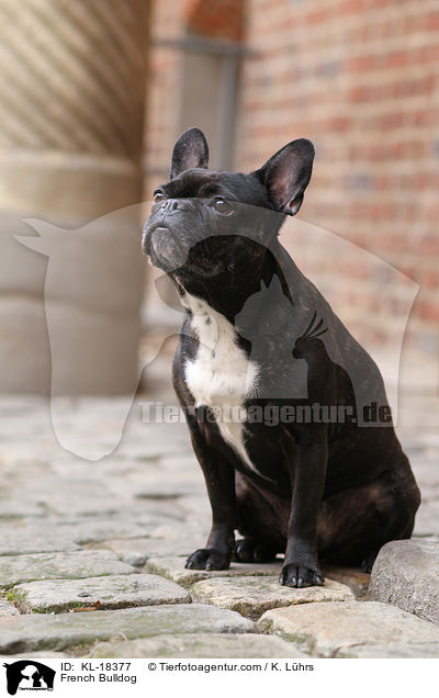 Franzsische Bulldogge / French Bulldog / KL-18377