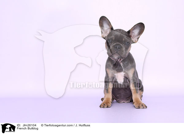 Franzsische Bulldogge / French Bulldog / JH-26104