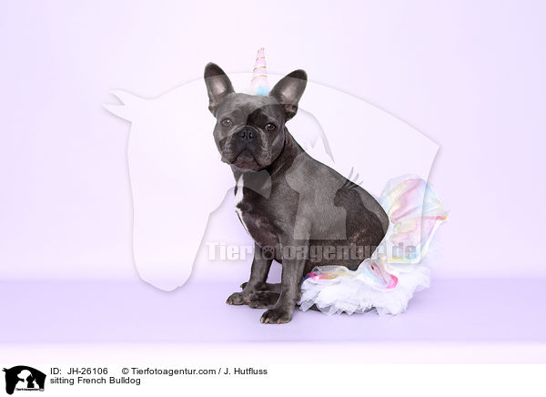 sitzende Franzsische Bulldogge / sitting French Bulldog / JH-26106