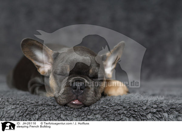 schlafende Franzsische Bulldogge / sleeping French Bulldog / JH-26116