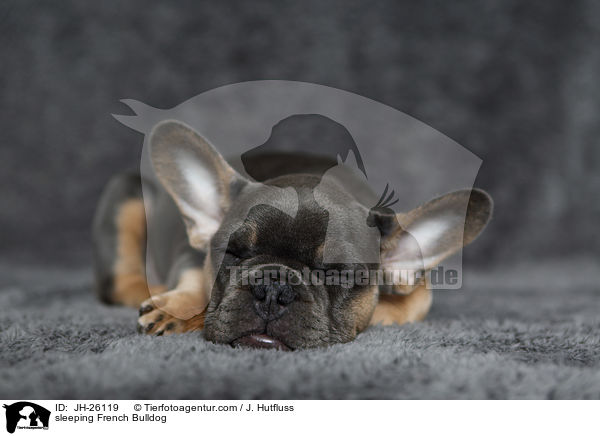 schlafende Franzsische Bulldogge / sleeping French Bulldog / JH-26119