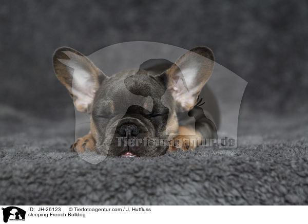 schlafende Franzsische Bulldogge / sleeping French Bulldog / JH-26123