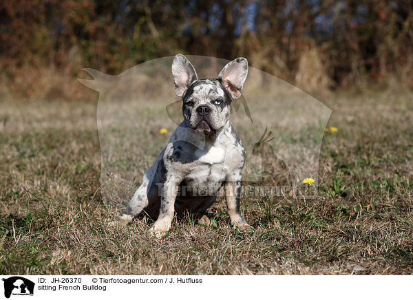 sitzende Franzsische Bulldogge / sitting French Bulldog / JH-26370