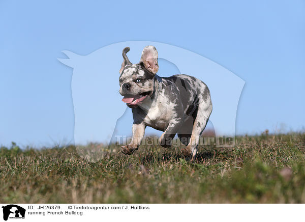 rennende Franzsische Bulldogge / running French Bulldog / JH-26379