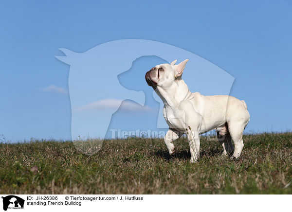 stehende Franzsische Bulldogge / standing French Bulldog / JH-26386