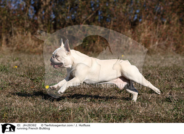 rennende Franzsische Bulldogge / running French Bulldog / JH-26392