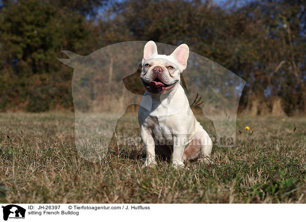 sitzende Franzsische Bulldogge / sitting French Bulldog / JH-26397