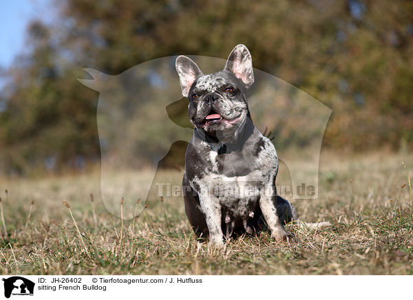 sitzende Franzsische Bulldogge / sitting French Bulldog / JH-26402