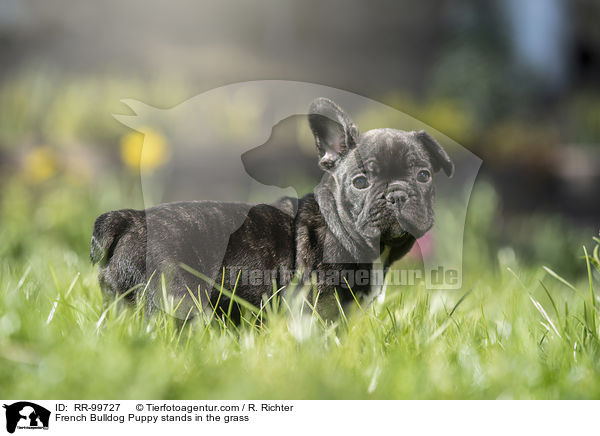 Franzsische Bulldogge Welpe steht im Gras / French Bulldog Puppy stands in the grass / RR-99727