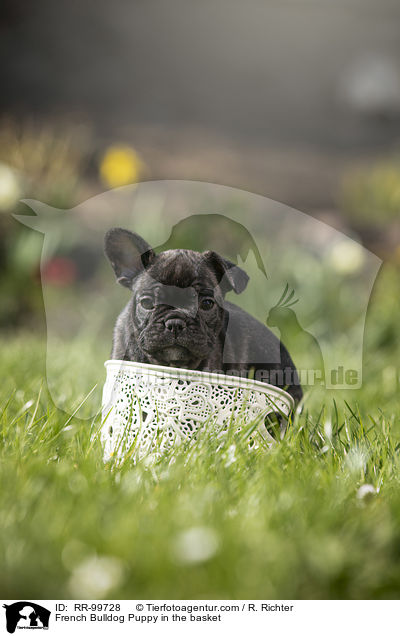 Franzsische Bulldogge Welpe im Krbchen / French Bulldog Puppy in the basket / RR-99728