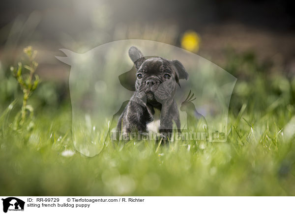 sitzender Franzsische Bulldogge Welpe / sitting french bulldog puppy / RR-99729