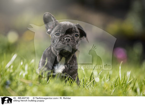 sitzender Franzsische Bulldogge Welpe / sitting french bulldog puppy / RR-99730