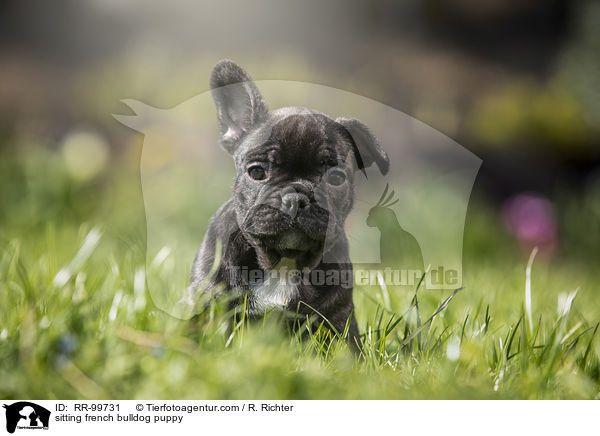 sitzender Franzsische Bulldogge Welpe / sitting french bulldog puppy / RR-99731