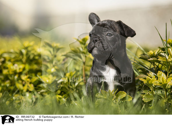 sitzender Franzsische Bulldogge Welpe / sitting french bulldog puppy / RR-99732