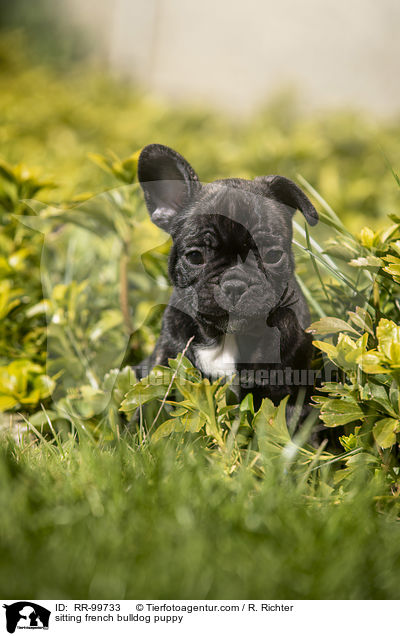 sitzender Franzsische Bulldogge Welpe / sitting french bulldog puppy / RR-99733