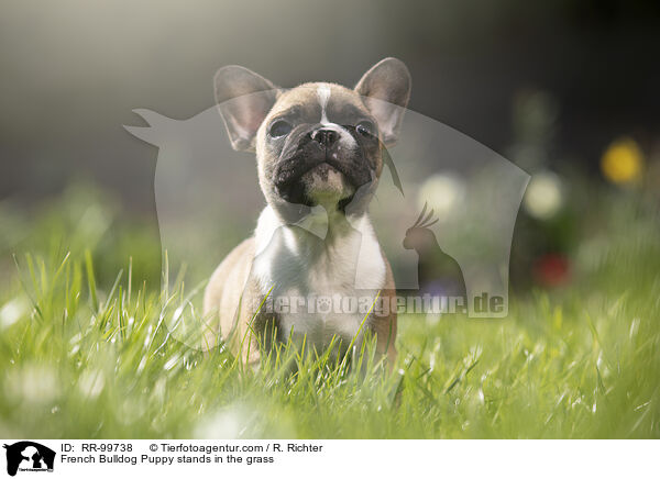 Franzsische Bulldogge Welpe steht im Gras / French Bulldog Puppy stands in the grass / RR-99738