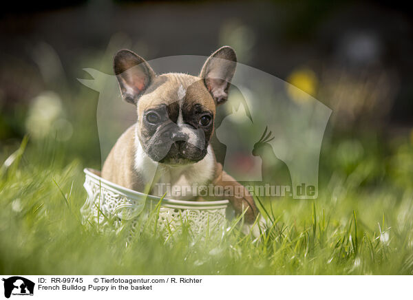 Franzsische Bulldogge Welpe im Krbchen / French Bulldog Puppy in the basket / RR-99745