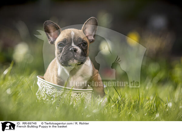 Franzsische Bulldogge Welpe im Krbchen / French Bulldog Puppy in the basket / RR-99746