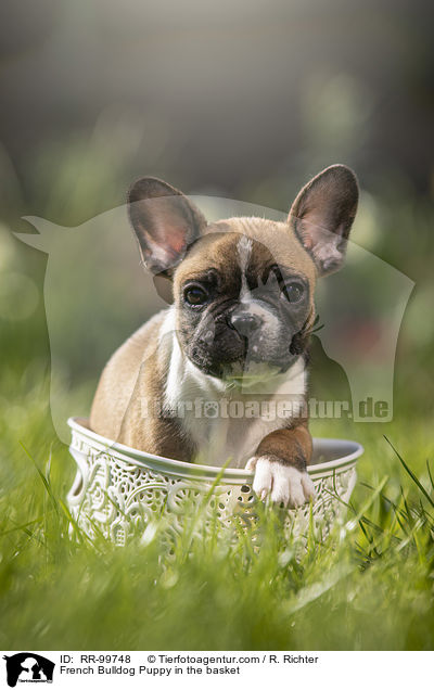 Franzsische Bulldogge Welpe im Krbchen / French Bulldog Puppy in the basket / RR-99748