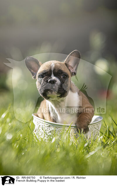 Franzsische Bulldogge Welpe im Krbchen / French Bulldog Puppy in the basket / RR-99750