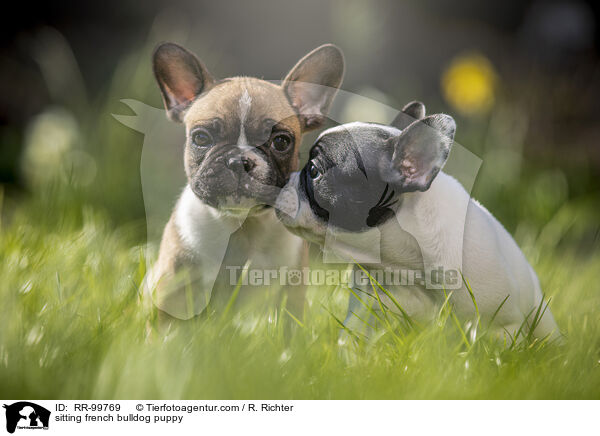 sitzender Franzsische Bulldogge Welpe / sitting french bulldog puppy / RR-99769