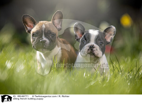 sitzender Franzsische Bulldogge Welpe / sitting french bulldog puppy / RR-99771