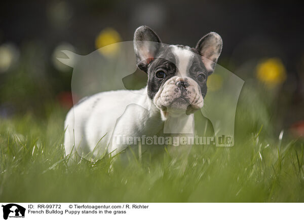 Franzsische Bulldogge Welpe steht im Gras / French Bulldog Puppy stands in the grass / RR-99772