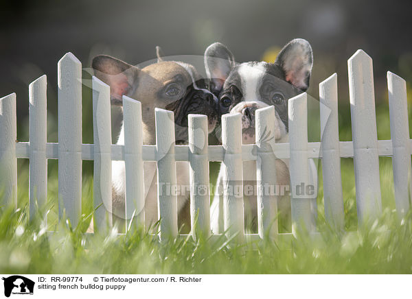 sitzender Franzsische Bulldogge Welpe / sitting french bulldog puppy / RR-99774