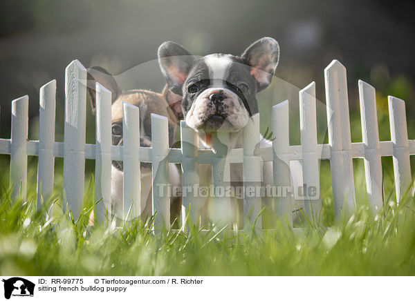 sitzender Franzsische Bulldogge Welpe / sitting french bulldog puppy / RR-99775