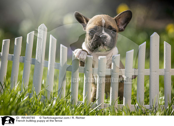 Franzsische Bulldogge Welpe am Zaun / French bulldog puppy at the fence / RR-99780