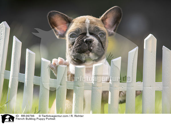 Franzsische Bulldogge Welpe Portrait / French Bulldog Puppy Portrait / RR-99786