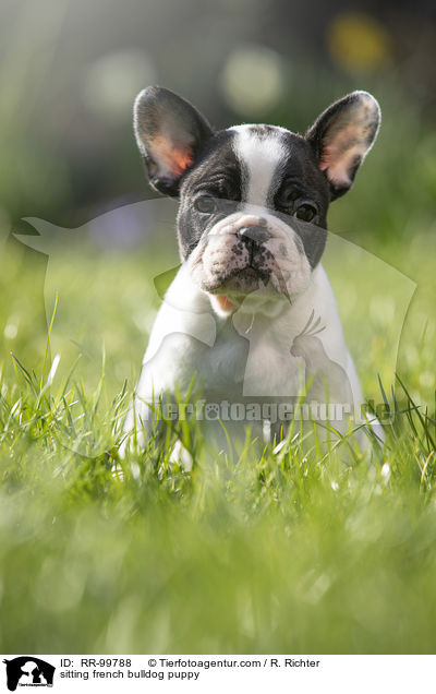 sitzender Franzsische Bulldogge Welpe / sitting french bulldog puppy / RR-99788