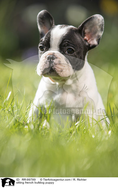 sitzender Franzsische Bulldogge Welpe / sitting french bulldog puppy / RR-99789