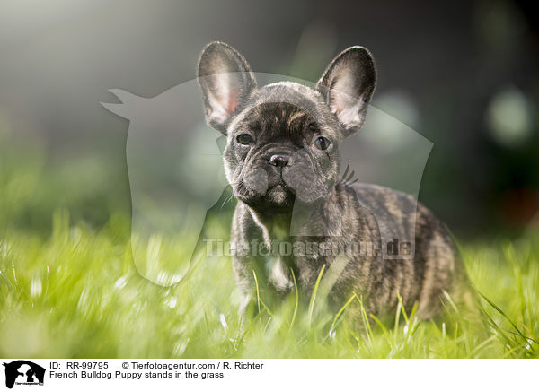 Franzsische Bulldogge Welpe steht im Gras / French Bulldog Puppy stands in the grass / RR-99795