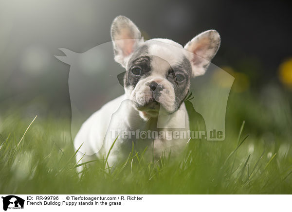 Franzsische Bulldogge Welpe steht im Gras / French Bulldog Puppy stands in the grass / RR-99796