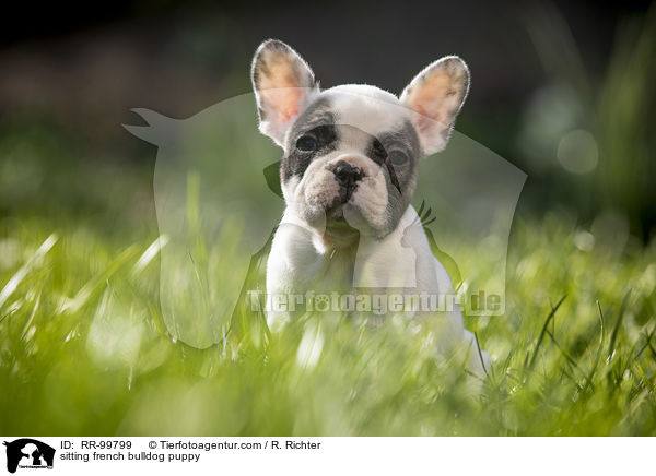 sitzender Franzsische Bulldogge Welpe / sitting french bulldog puppy / RR-99799