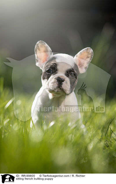 sitzender Franzsische Bulldogge Welpe / sitting french bulldog puppy / RR-99800