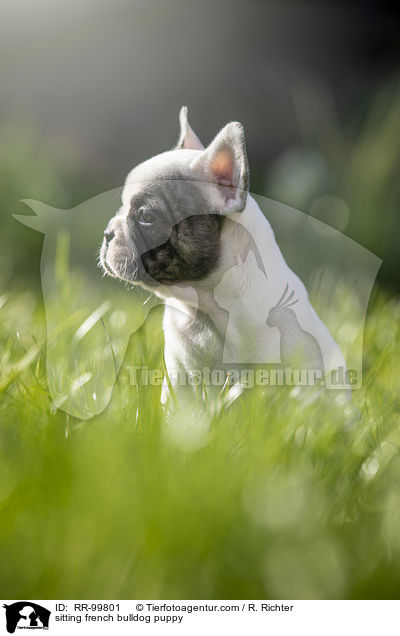 sitzender Franzsische Bulldogge Welpe / sitting french bulldog puppy / RR-99801