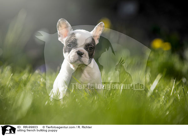 sitzender Franzsische Bulldogge Welpe / sitting french bulldog puppy / RR-99803