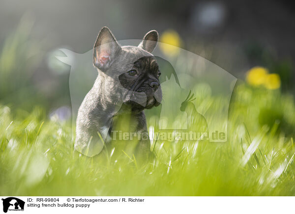 sitzender Franzsische Bulldogge Welpe / sitting french bulldog puppy / RR-99804