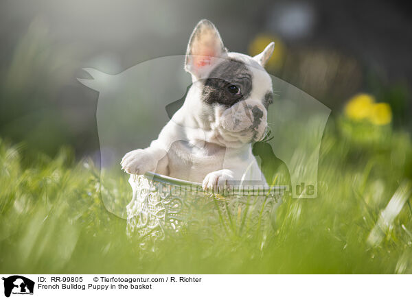 Franzsische Bulldogge Welpe im Krbchen / French Bulldog Puppy in the basket / RR-99805