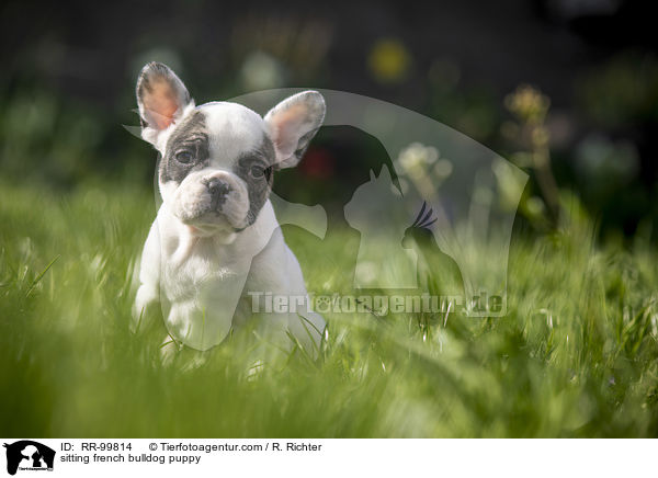 sitzender Franzsische Bulldogge Welpe / sitting french bulldog puppy / RR-99814